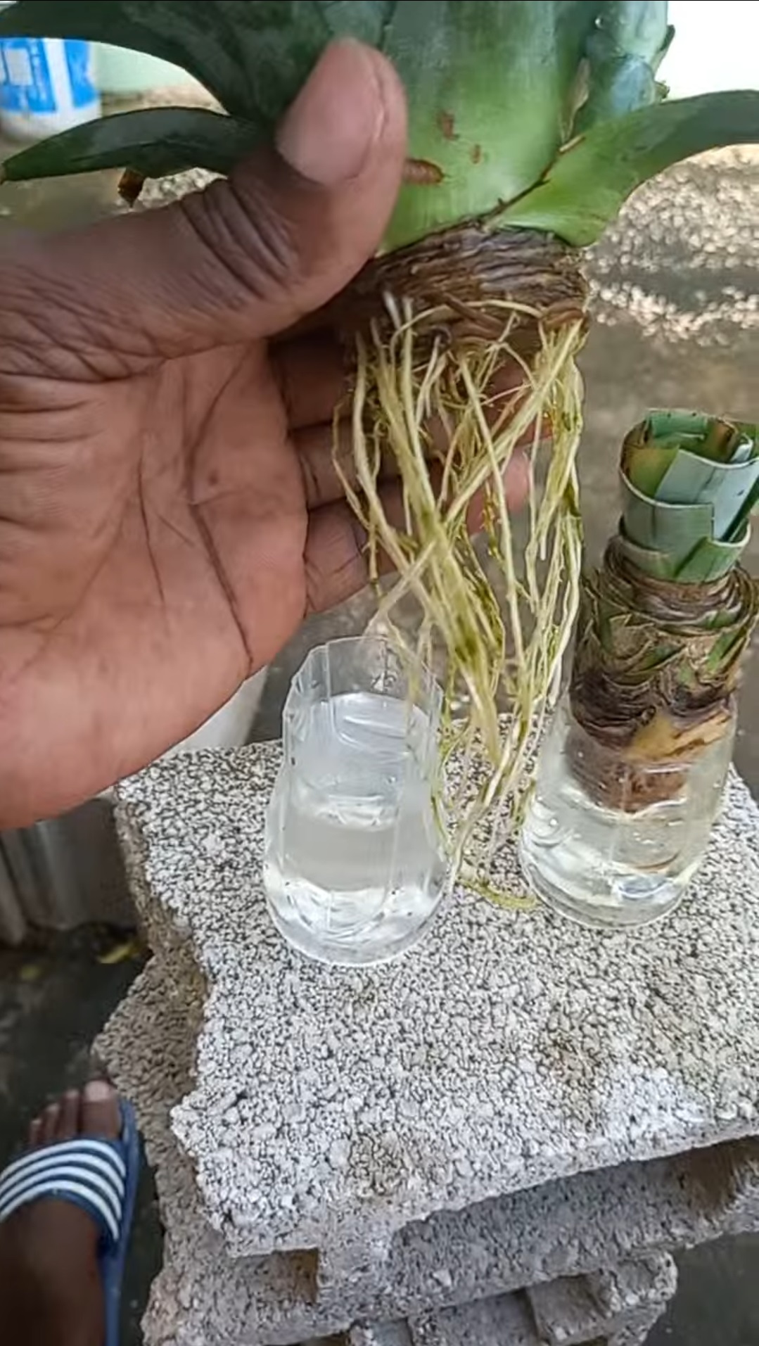 Pineapple top with roots
